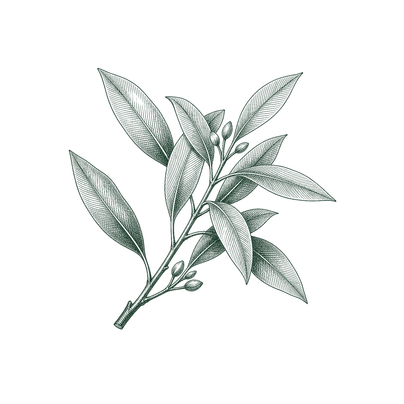 Illustrated botanical spray — tea room atmosphere at Maison de Medusa